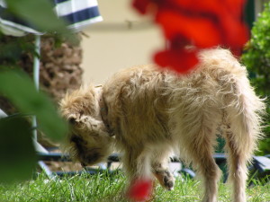 Roula, der griechische Straßenhund