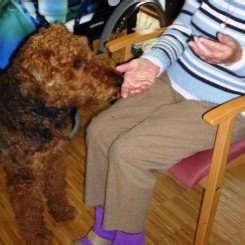 Therapiehund Nasco im Seniorenheim