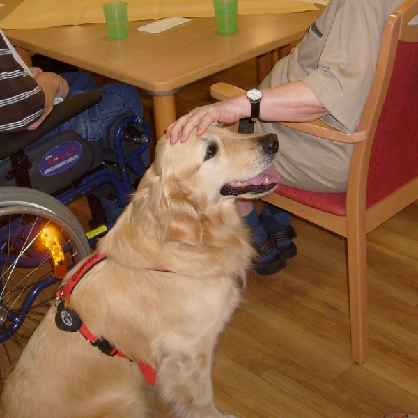 Besuchshündin Curie im Auftrag der Hunde im Sozialdienst im Einsatz